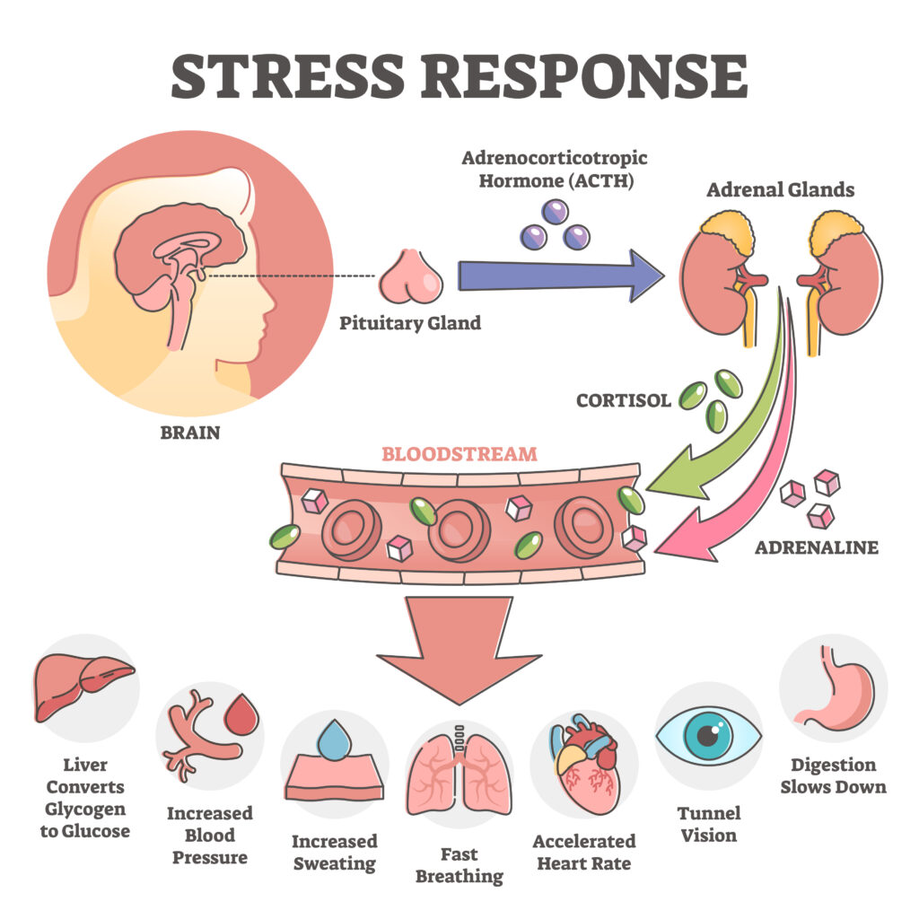 Infographic showing the relationship between stress, cortisol production, and systemic inflammation